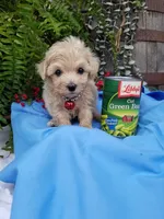 Bentley , a male Maltipoo for sale in Bolivar, MO – Photo 7 of 9