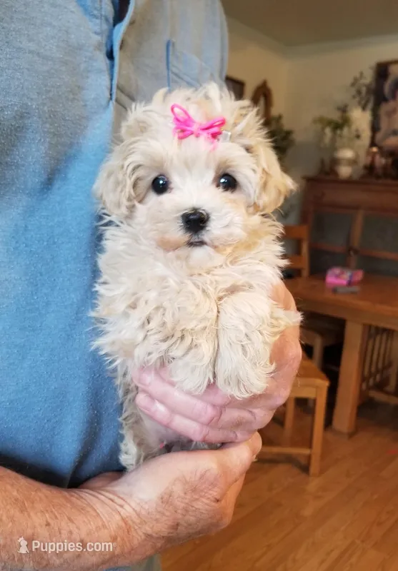 Wednesday  – Maltipoo puppy for sale in Bolivar, MO