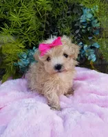 Wednesday , a female Maltipoo for sale in Bolivar, MO – Photo 5 of 10