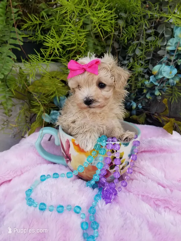 Wednesday  – Maltipoo puppy for sale in Bolivar, MO