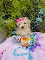 Wednesday , a female Maltipoo for sale in Bolivar, MO – Photo 8 of 10