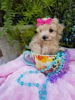 Wednesday , a female Maltipoo for sale in Bolivar, MO – Photo 10 of 10