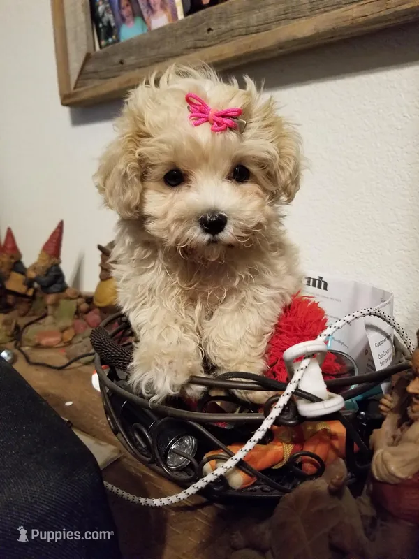 Wednesday  – Maltipoo puppy for sale in Bolivar, MO