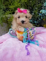 Wednesday , a female Maltipoo for sale in Bolivar, MO – Photo 2 of 10