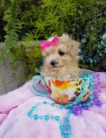 Wednesday , a female Maltipoo for sale in Bolivar, MO – Photo 7 of 10