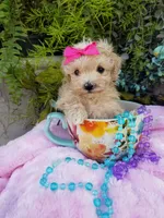 Wednesday , a female Maltipoo for sale in Bolivar, MO – Photo 9 of 10