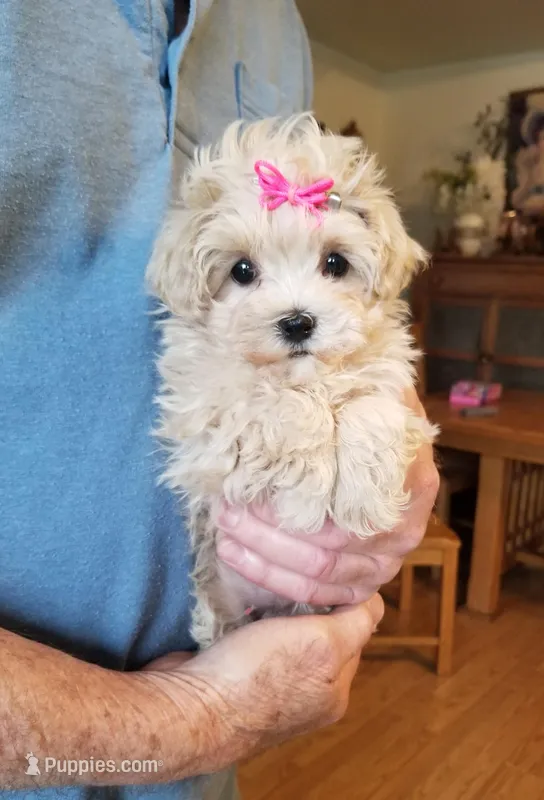 Wednesday  – Maltipoo puppy for sale in Bolivar, MO