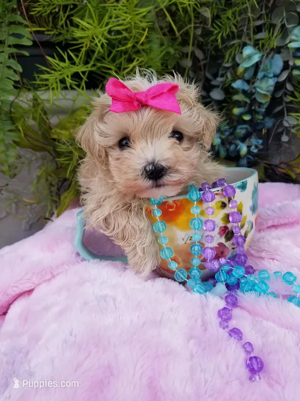 Wednesday  – Maltipoo puppy for sale in Bolivar, MO