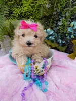 Wednesday , a female Maltipoo for sale in Bolivar, MO – Photo 3 of 10