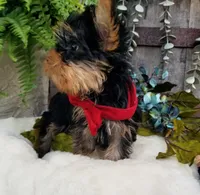 Mickey , a male Yorkshire Terrier for sale in Bolivar, MO – 7 of 10