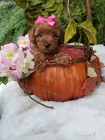 Dolly, a female Poodle - Toy  for sale in Bolivar, MO – 3 of 10