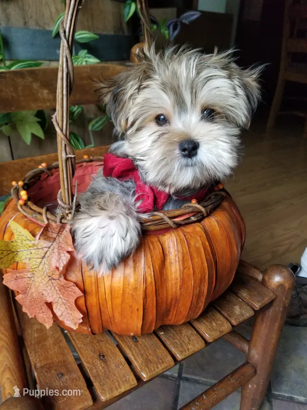 Rubble  – Morkie puppy for sale in Bolivar, MO