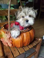 Rubble , a male Morkie for sale in Bolivar, MO – 2 of 10