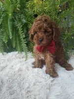 Hudson , a male Poodle - Toy  for sale in Bolivar, MO – 3 of 10