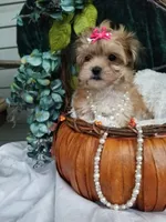 Kitty , a female Morkie for sale in Bolivar, MO – 6 of 10