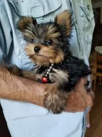 Maxx, a male Yorkshire Terrier for sale in Bolivar, MO – 3 of 10