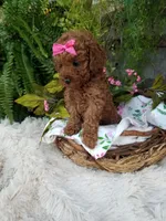 Apple, a female Poodle - Toy  for sale in Bolivar, MO – 7 of 10
