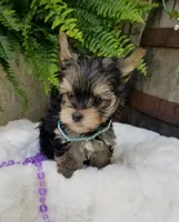 Lincoln , a male Morkie for sale in Bolivar, MO – 10 of 10