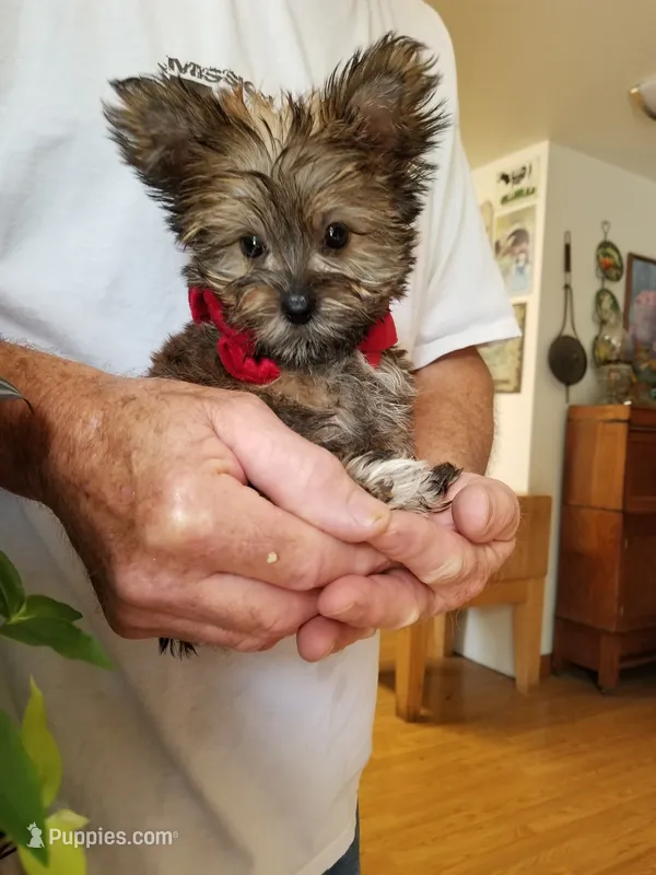 Benny – Yorkshire Terrier puppy for sale in Bolivar, MO