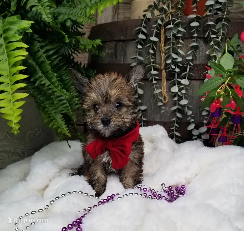 Benny – Morkie puppy for sale in Bolivar, MO