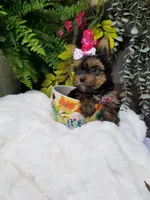 Libby, a female Yorkshire Terrier for sale in Bolivar, MO – 4 of 10