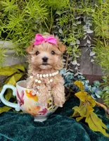 Summer, a female Maltipoo for sale in Bolivar, MO – Photo 8 of 10