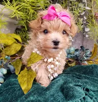 Summer, a female Maltipoo for sale in Bolivar, MO – Photo 6 of 10