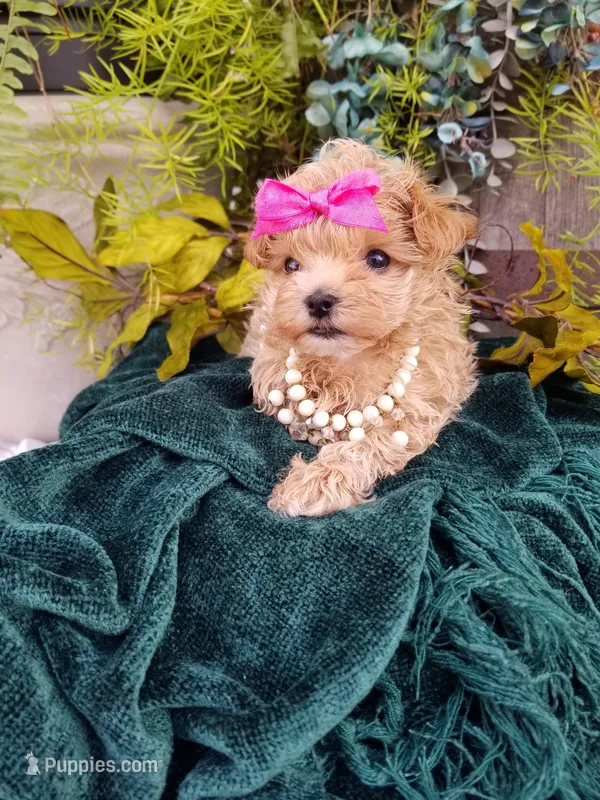 Summer – Maltipoo puppy for sale in Bolivar, MO