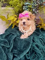 Summer, a female Maltipoo for sale in Bolivar, MO – Photo 1 of 10