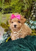 Summer, a female Maltipoo for sale in Bolivar, MO – Photo 10 of 10