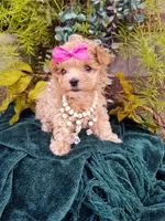 Summer, a female Maltipoo for sale in Bolivar, MO – Photo 9 of 10