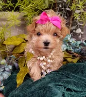 Summer, a female Maltipoo for sale in Bolivar, MO – Photo 5 of 10