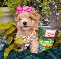 Summer, a female Maltipoo for sale in Bolivar, MO – Photo 7 of 10