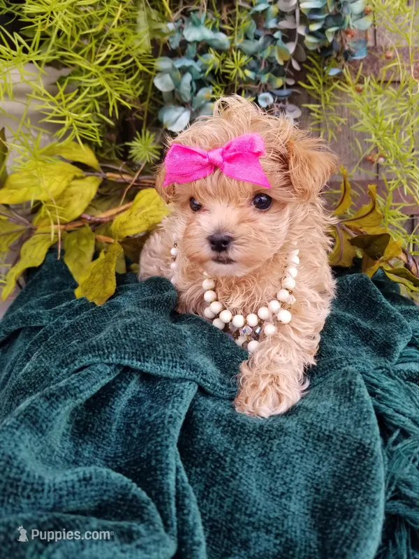 Summer – Maltipoo puppy for sale in Bolivar, MO