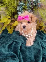 Summer, a female Maltipoo for sale in Bolivar, MO – Photo 2 of 10