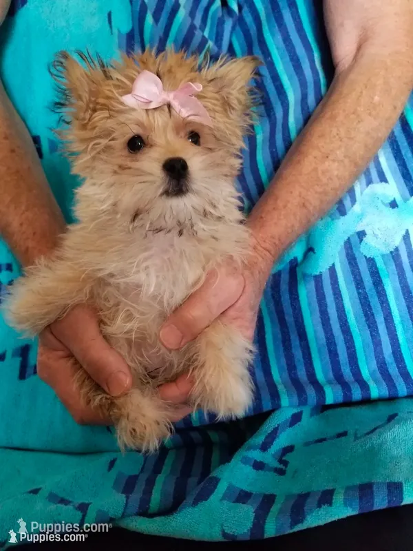 Catalina  – Morkie puppy for sale in Bolivar, MO
