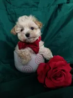 Nash, a male Maltipoo for sale in Bolivar, MO – Photo 8 of 10