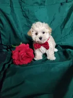 Nash, a male Maltipoo for sale in Bolivar, MO – Photo 6 of 10