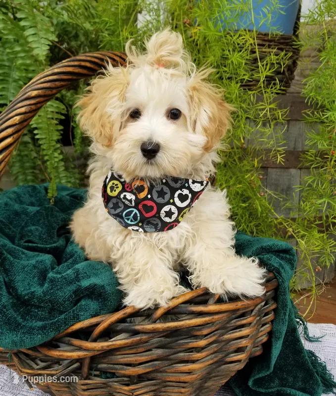 Nash – Maltipoo puppy for sale in Bolivar, MO