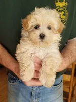 Nash, a male Maltipoo for sale in Bolivar, MO – Photo 2 of 10