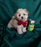 Nash, a male Maltipoo for sale in Bolivar, MO – Photo 3 of 10