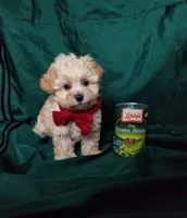 Nash, a male Maltipoo for sale in Bolivar, MO – Photo 7 of 10