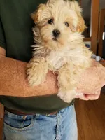 Nash, a male Maltipoo for sale in Bolivar, MO – Photo 1 of 10