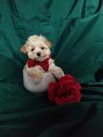 Nash, a male Maltipoo for sale in Bolivar, MO – Photo 5 of 10