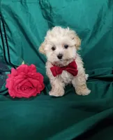 Nash, a male Maltipoo for sale in Bolivar, MO – Photo 9 of 10