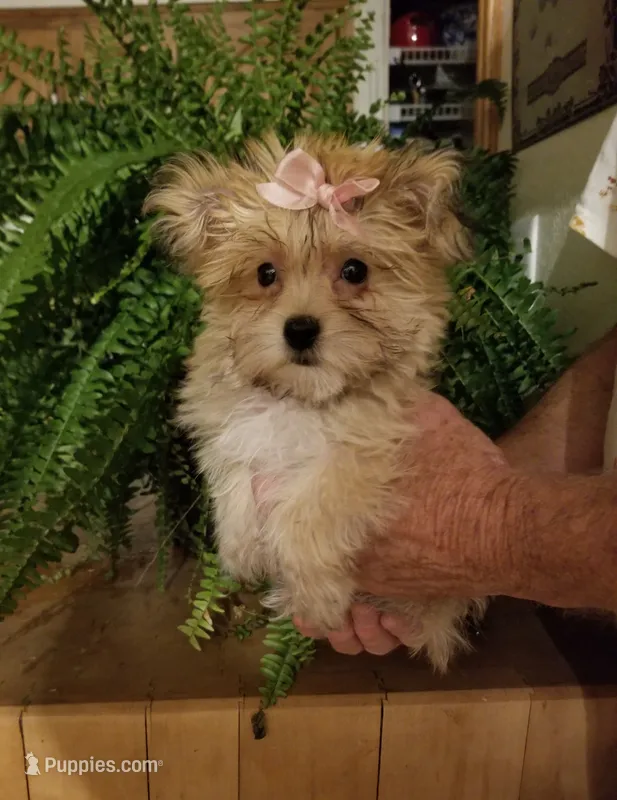 Kitty  – Morkie puppy for sale in Bolivar, MO