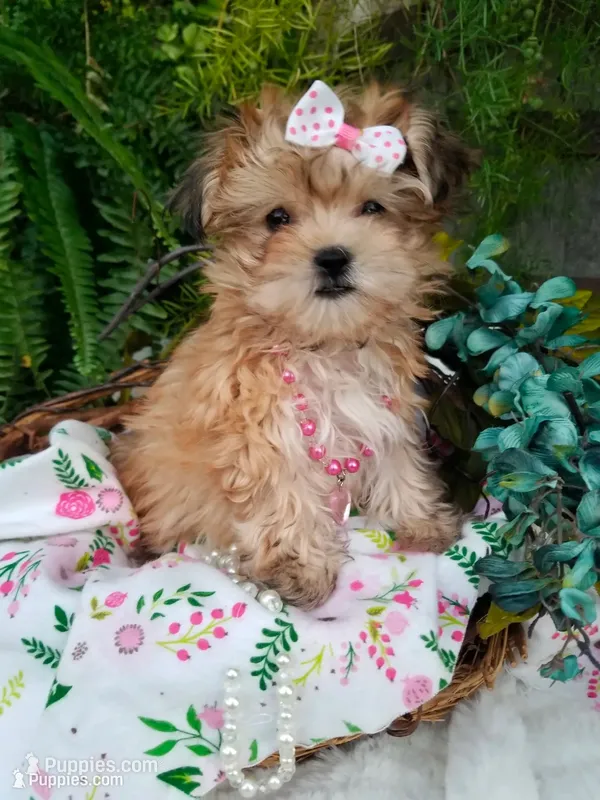 Kitty  – Morkie puppy for sale in Bolivar, MO