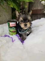 Lincoln , a male Morkie for sale in Bolivar, MO – 9 of 10