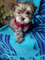 Rubble , a male Morkie for sale in Bolivar, MO – 3 of 10