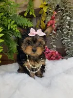 Catalina , a female Yorkshire Terrier for sale in Bolivar, MO – 1 of 10